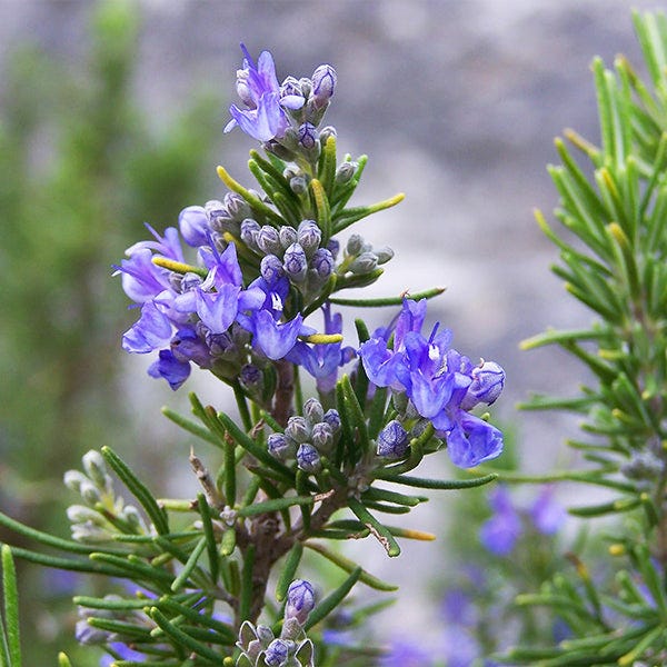 Tuscan Blue Rosemary Trees for Sale | BrighterBlooms.com