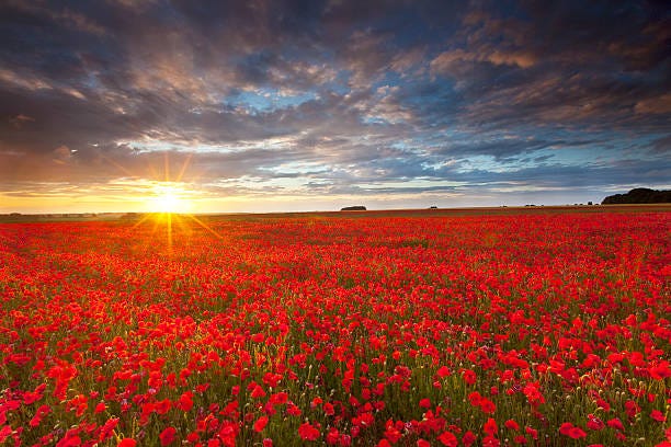 17,500+ Poppy Field At Sunset Stock Photos, Pictures & Royalty-Free Images  - iStock
