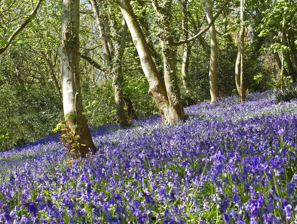 Bluebell Wood Bluebell Wood