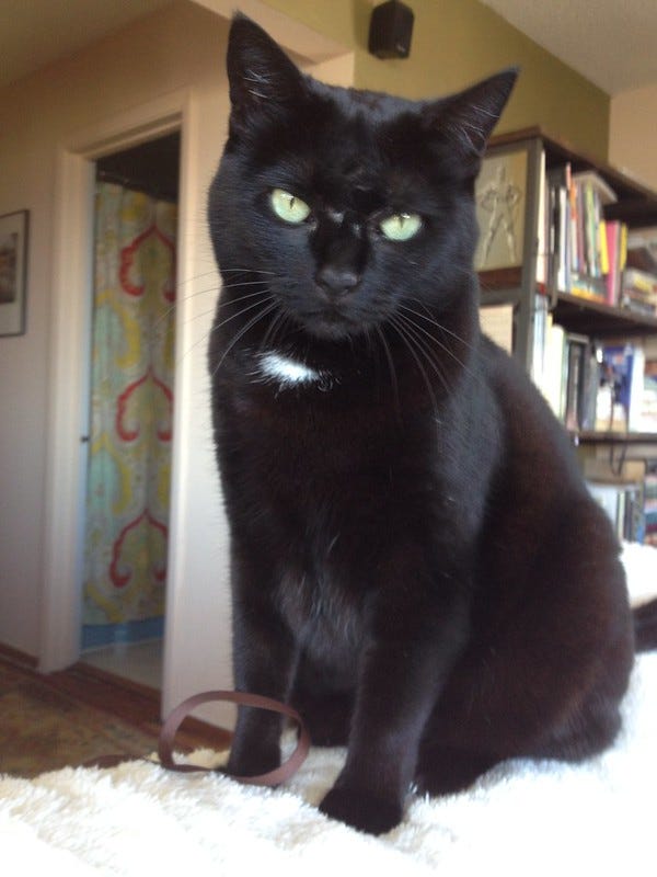 Luna the Cat Luna the Cat
