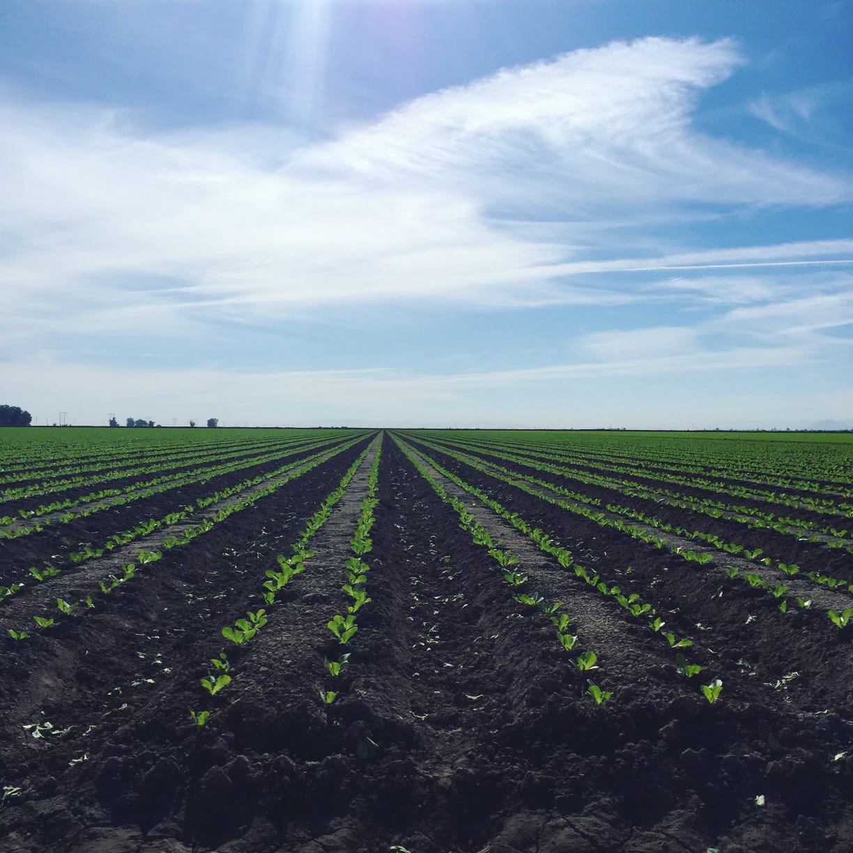 Little baby lettuces growing roots in my hometown.