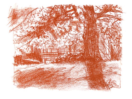 Fall at Solstice Farm, Conte on Paper, by John Hulsey Drawing of oak tree, by John Hulsey