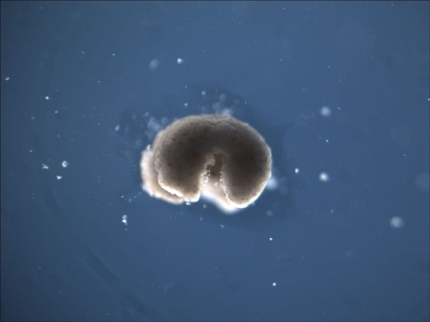 The World's First Programmable Organism | Broadcast The World's First Programmable Organism | Broadcast