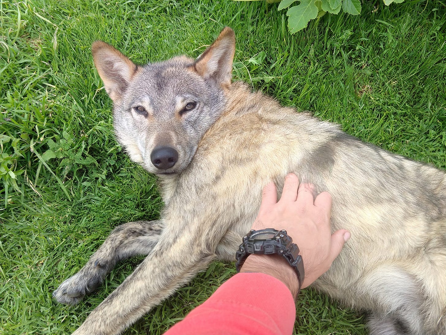 A hand wearing a black digital wristwatch reaches to pet the belly of a dog with grey and tan fur, pointy ears, and wolf-like features, lying on green grass and looking back toward the camera.