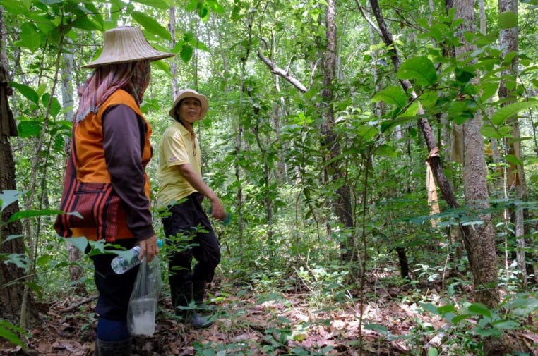 Thaïlande : Une communauté lutte contre les incendies et restaure sa forêt Thaïlande : Une communauté lutte contre les incendies et restaure sa forêt