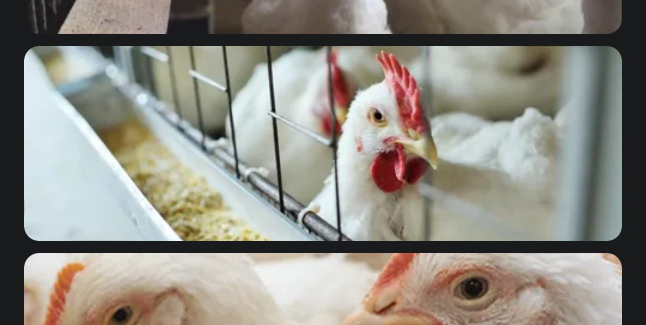 Symptoms and Natural Remedies for Avian Bird Flu