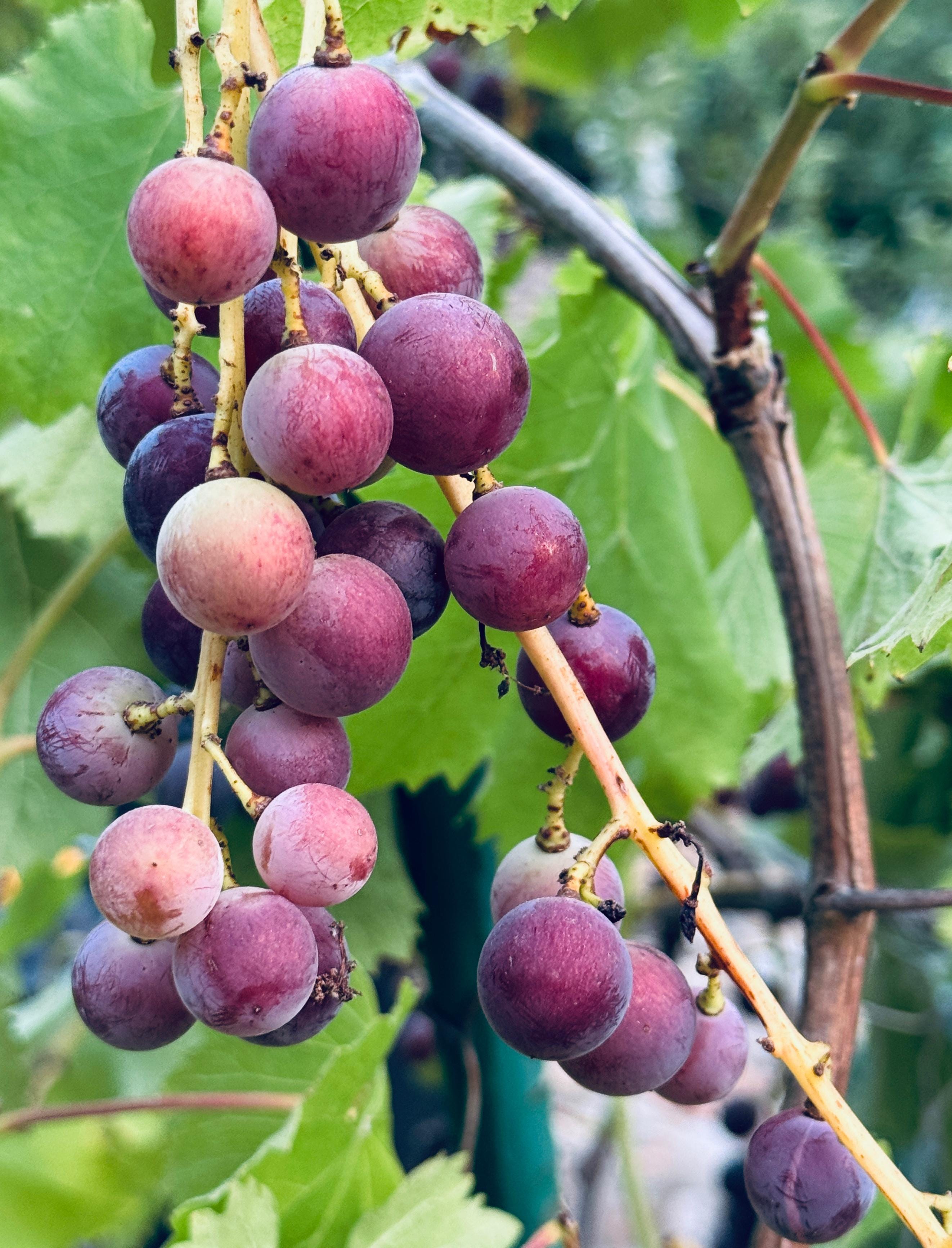 葡萄收成的季節- by Jiapyng Niu - 