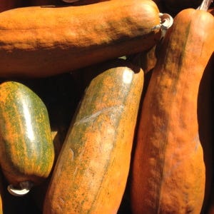 Long Pie Pumpkin Organic Winter Squash Seed