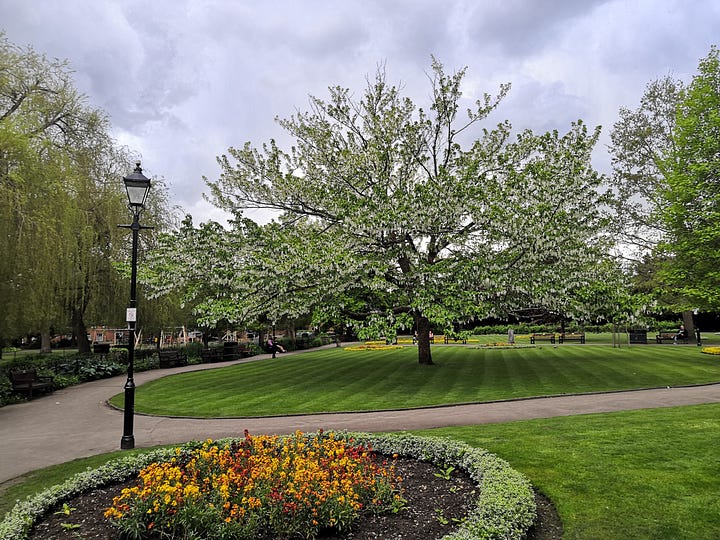 two photographs of the handkerchief tree in Winchester's Abbey Gardens