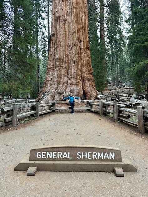 Photos of giant sequoia trees