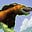 The Wild Mongrel's avatar