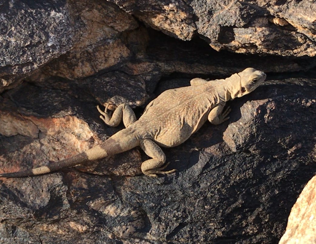 WILDLIFE WEDNESDAY: Lady Lizards - by Kat Talley-Jones