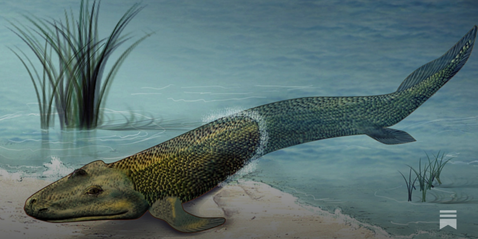 The Evolutionary Transition from Water to Land