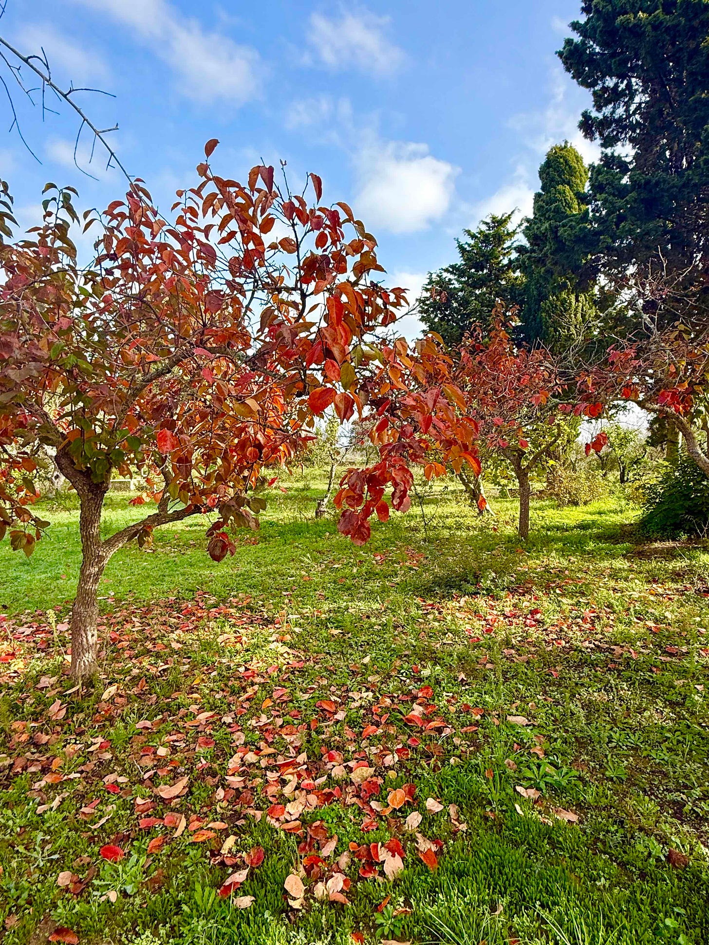 Autumn Orchard with Red Foliage Autumn Orchard with Red Foliage
