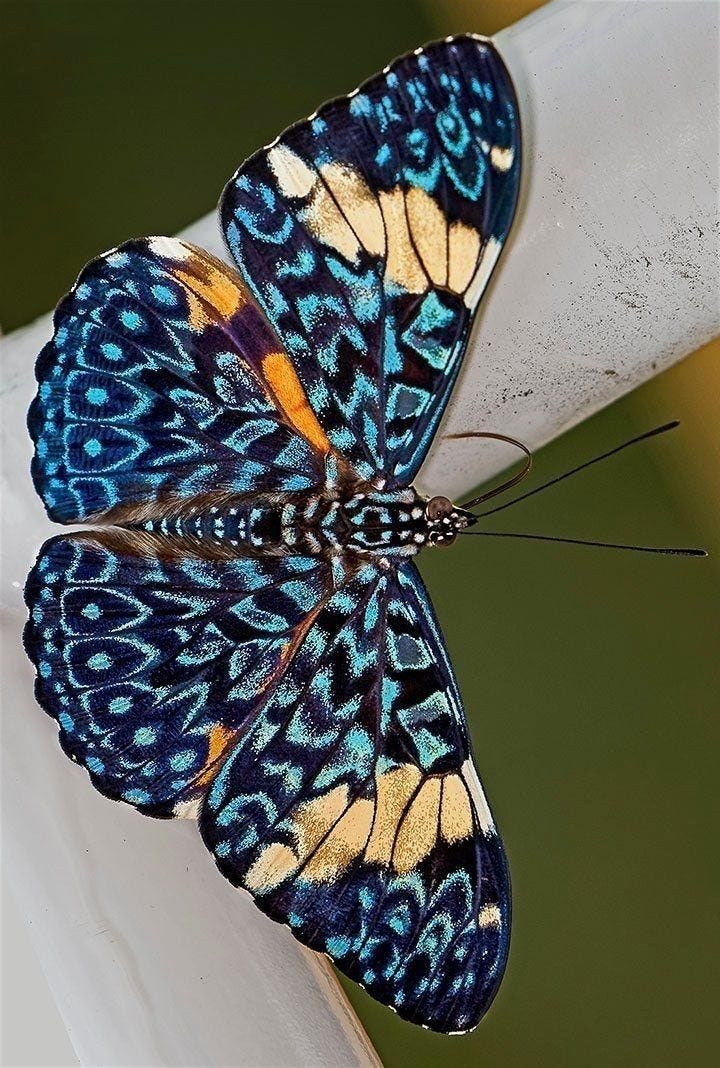 This may contain: a blue and yellow butterfly sitting on top of a white pole
