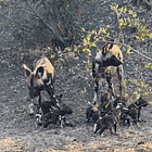 ICE STORM COMETH. Tabs, Fri., Jan. 23, 2026