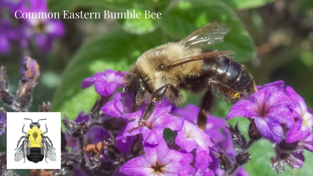 The Bee Edition - Whilst Out Walking