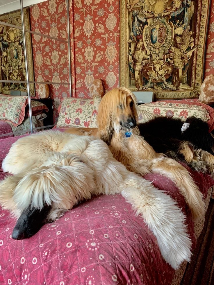 This may contain: two dogs laying on top of a bed in a room with red and gold wallpaper