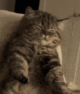 a cat with its eyes closed laying on a couch a cat with its eyes closed laying on a couch