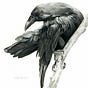 A Noisy Corax's avatar