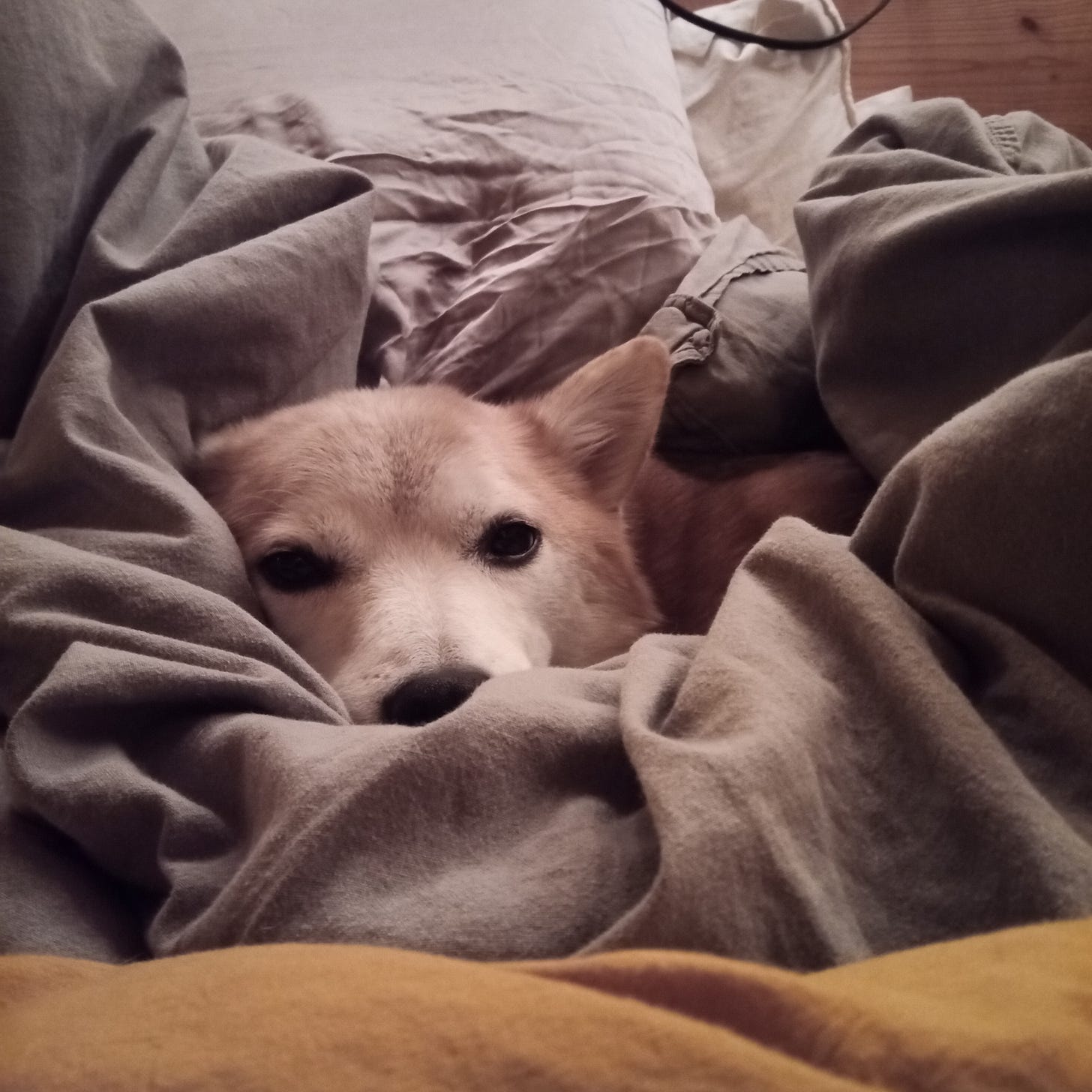 Copperbaby face surrounded by a puffy grey blanket.
