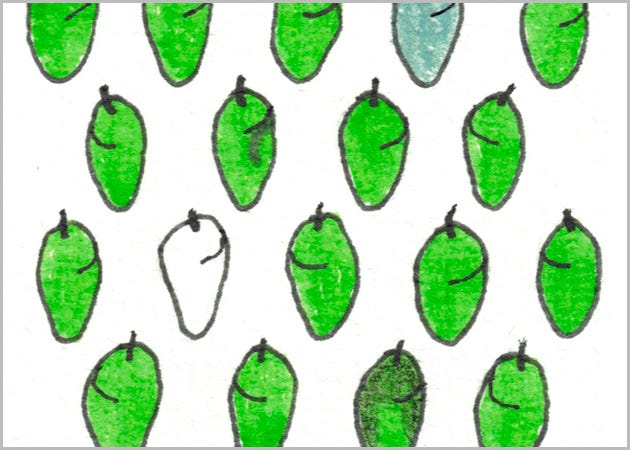 Lots and LOTS of Chrysalises