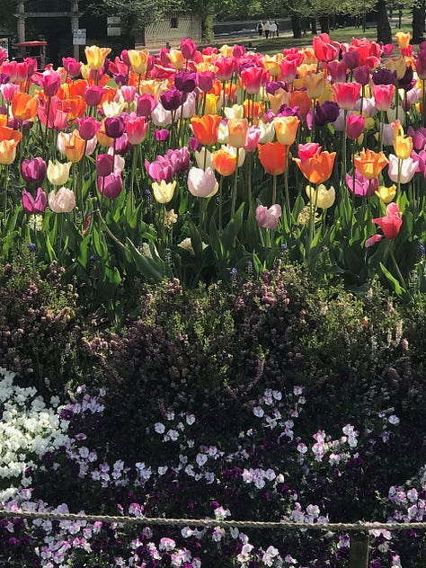 tulips, a donkey with a bicycle, more tulips