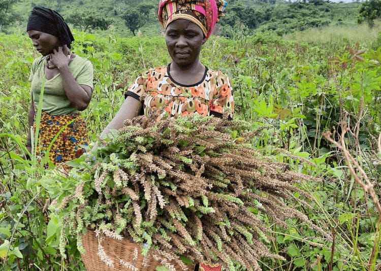 Shares Uganda buys chia, sesame and bird’s eye chilli from smallholder farmers.