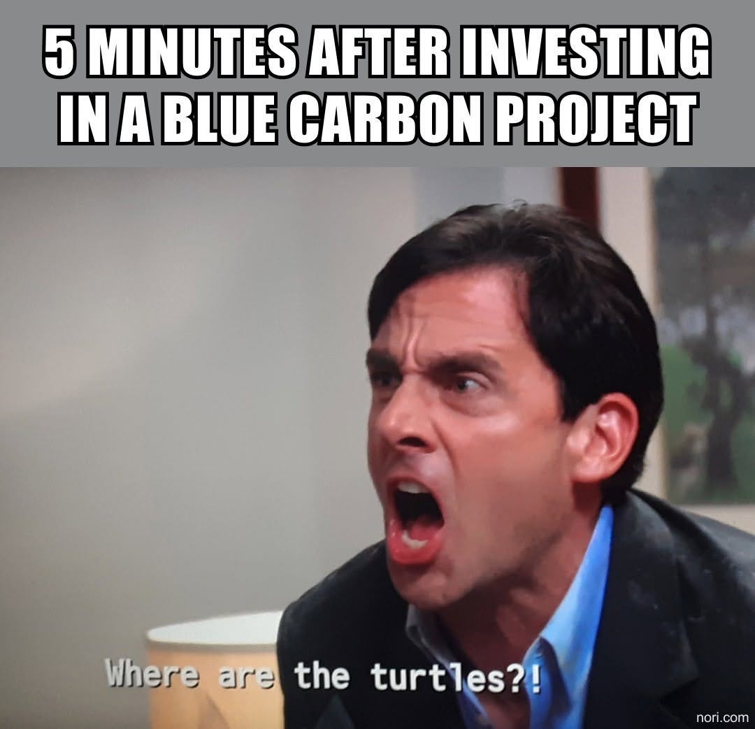 Michael Scott from The Office shouting. Top: "5 minutes after investing in a blue carbon project." Subtitle: "Where are the turtles?!"