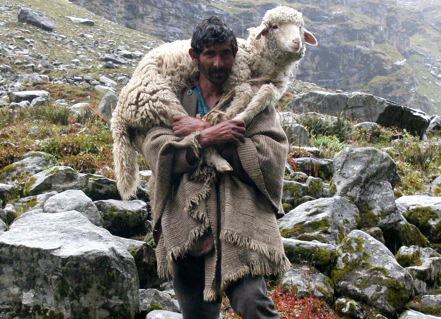 sheep | wordmadefleshblog