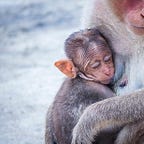Primatology.net