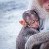 Primatology.net