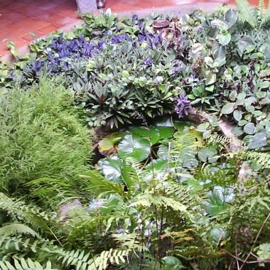 Indoor pond at Dr. 