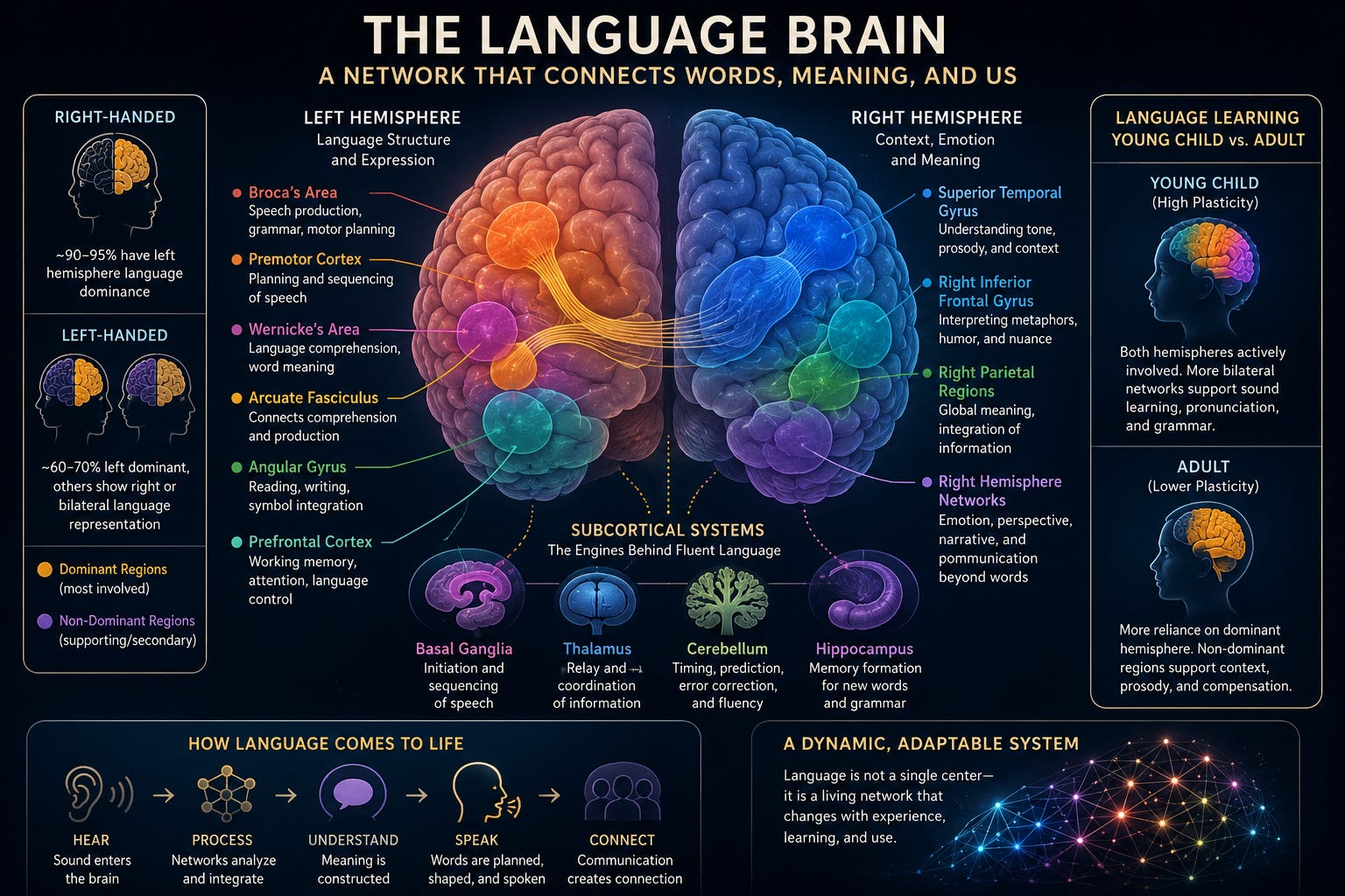 The Neuroanatomy of Language: How the Brain Builds Words, Meaning, and ...