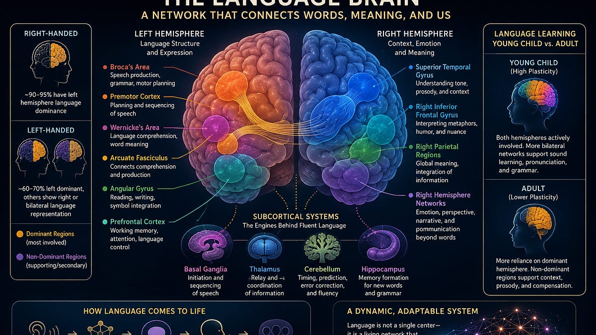 The Neuroanatomy of Language: How the Brain Builds Words, Meaning, and ...