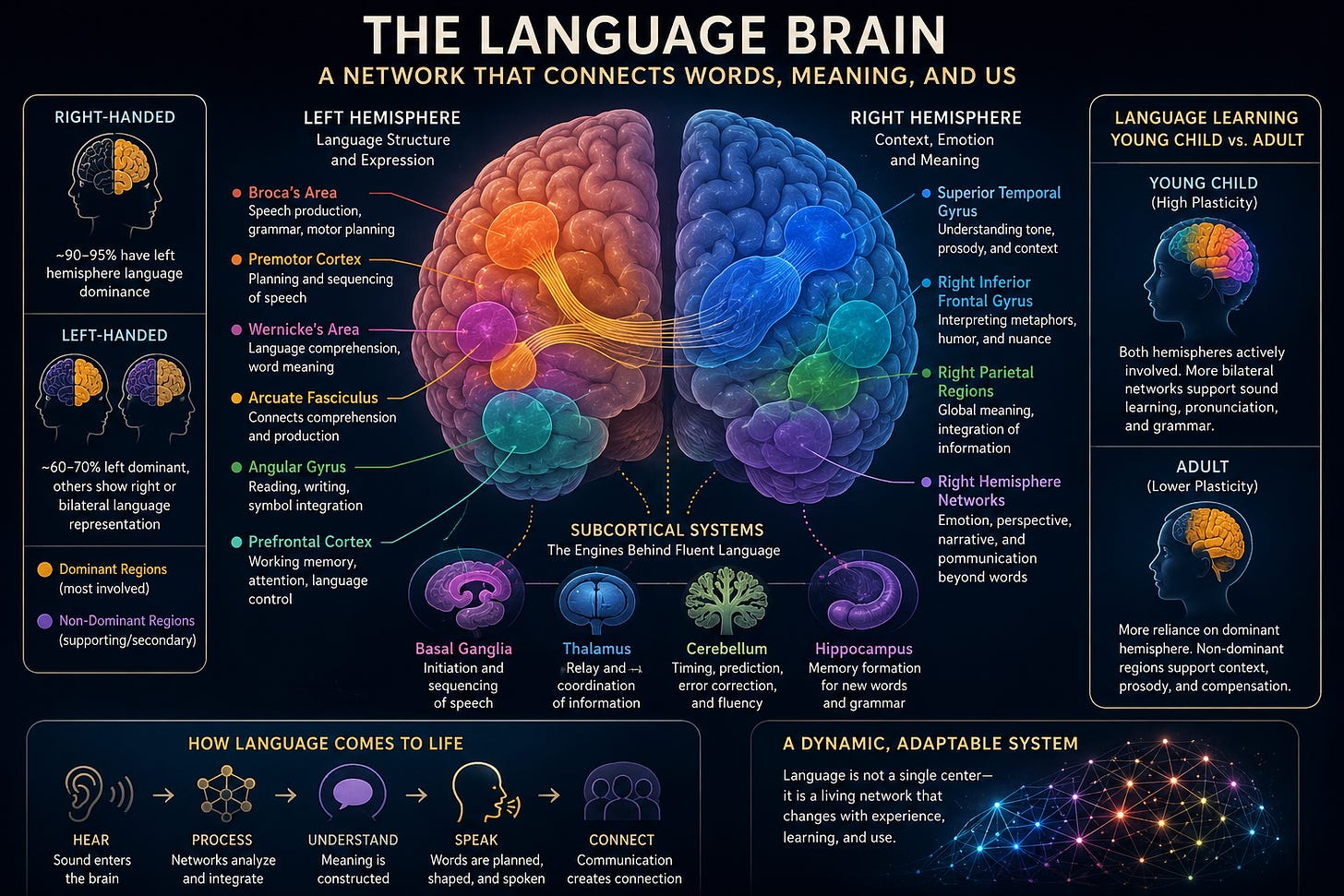 The Neuroanatomy of Language: How the Brain Builds Words, Meaning, and ...