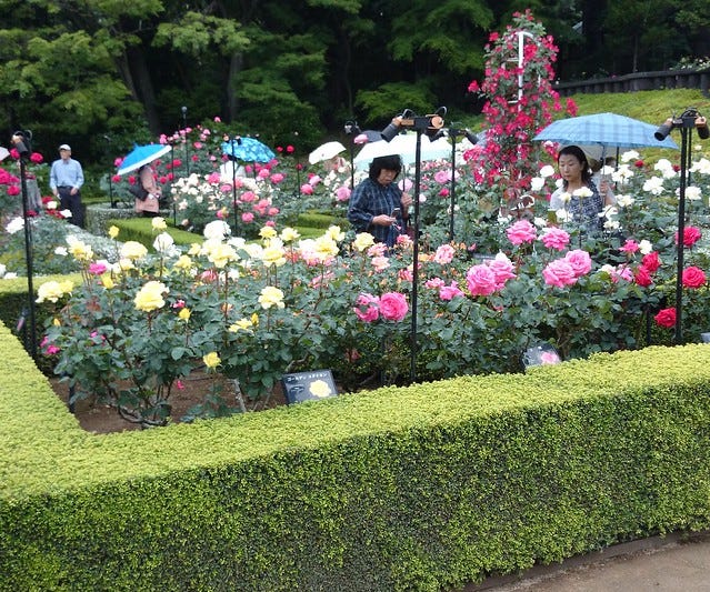 Kyu-Furukawa Garden Roses Kyu-Furukawa Garden Roses