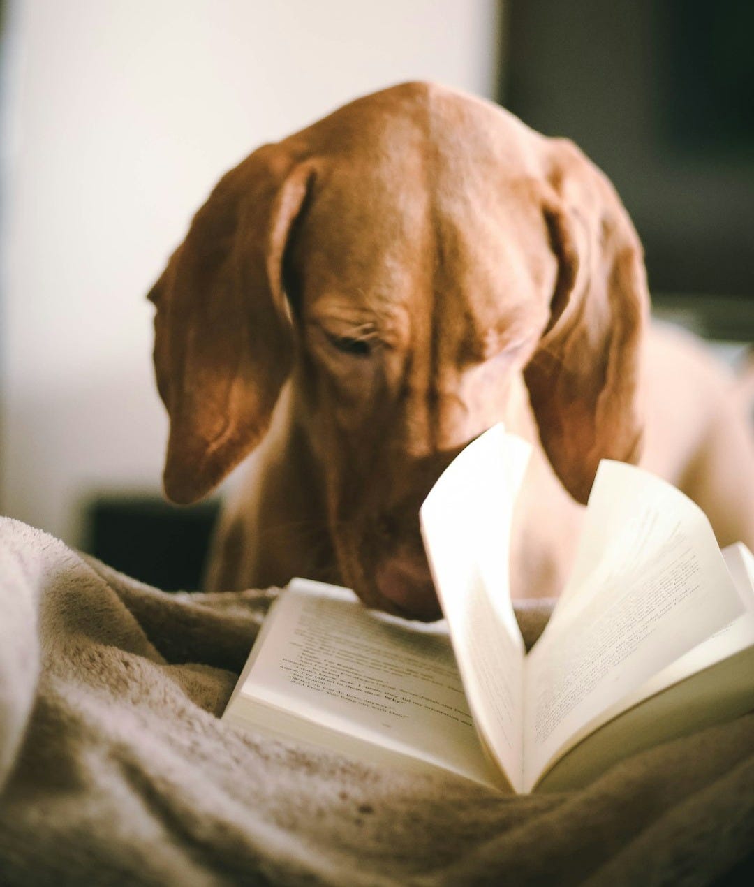 dog reading book during daytime