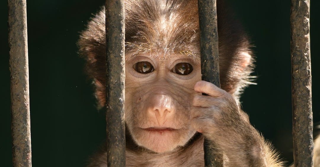 a small monkey sitting behind bars in a cage a small monkey sitting behind bars in a cage