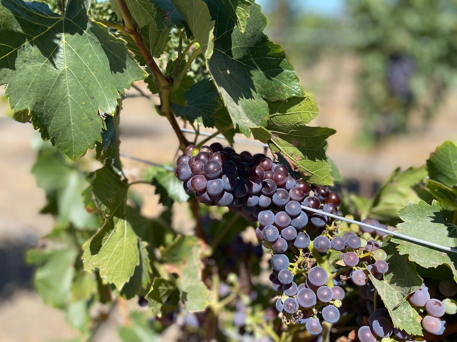Napa valley vineyard