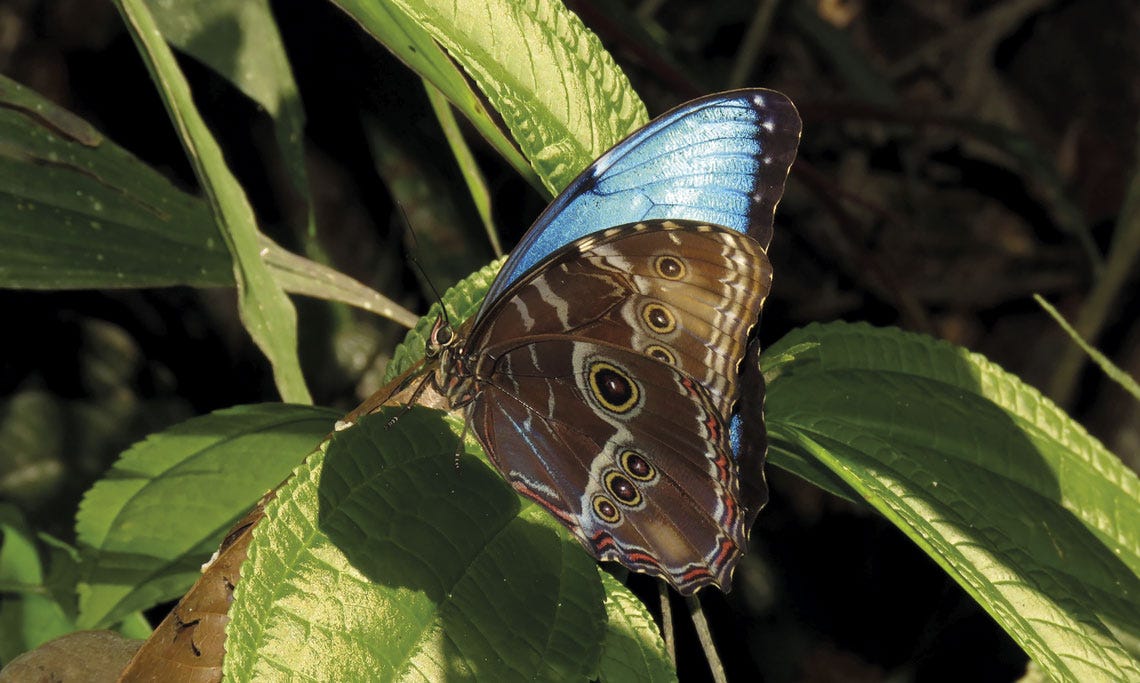 Borboletas Morpho parecem desaparecer graças ao azul iridescente : Revista  Pesquisa Fapesp