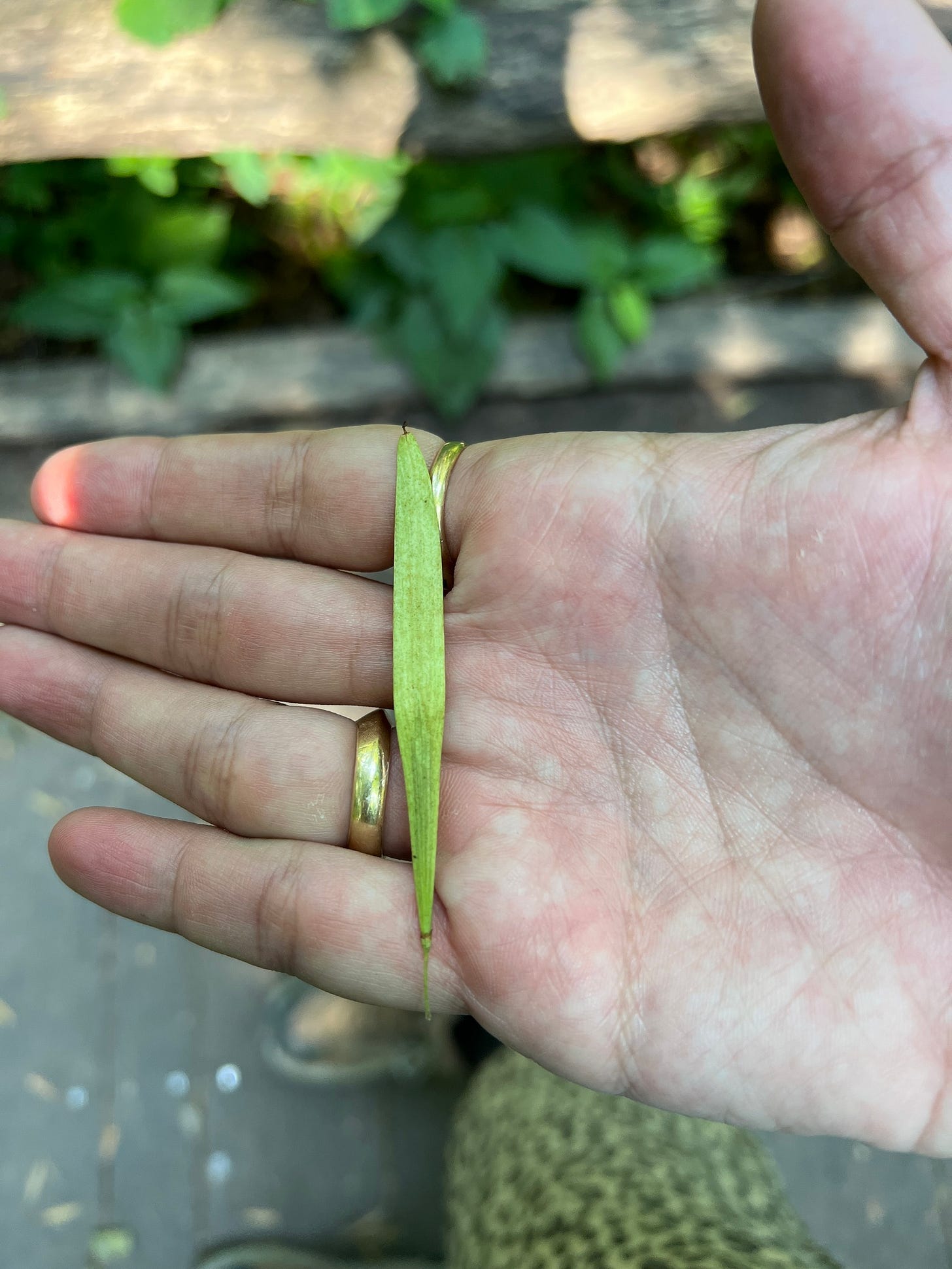a long, quill-shaped ash samara, tapered at one end, in my hand. it is about the same length as my hand's width.