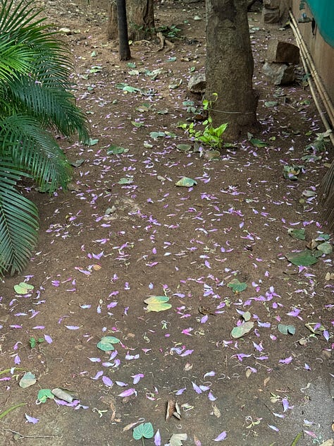 Scenes from the garden
