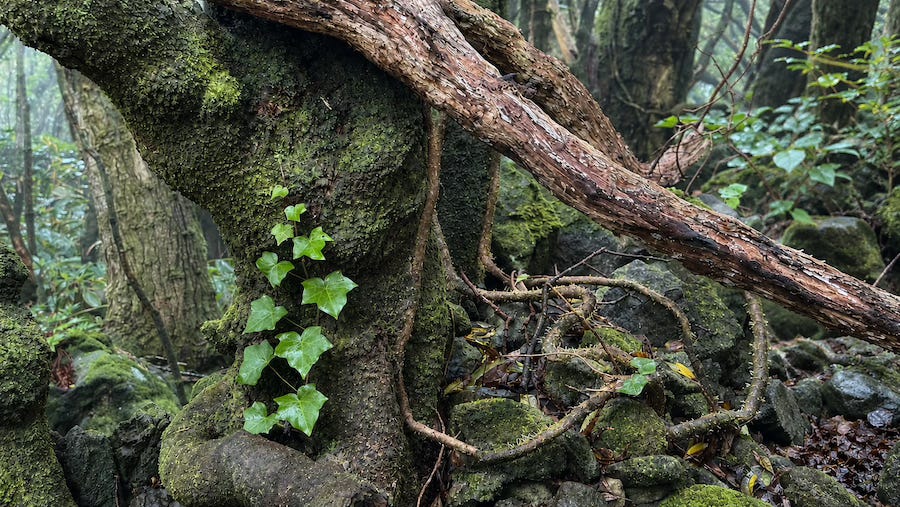 Bright green ivy climbs the moss-covered trunk of an ancient tree in a misty forest, weaving through weathered roots and stones, reflecting the Vine's quiet persistence and its instinct to reach toward the light. Bright green ivy climbs the moss-covered trunk of an ancient tree in a misty forest, weaving through weathered roots and stones, reflecting the Vine's quiet persistence and its instinct to reach toward the light.
