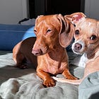 Strange Things That Vets Give Dogs