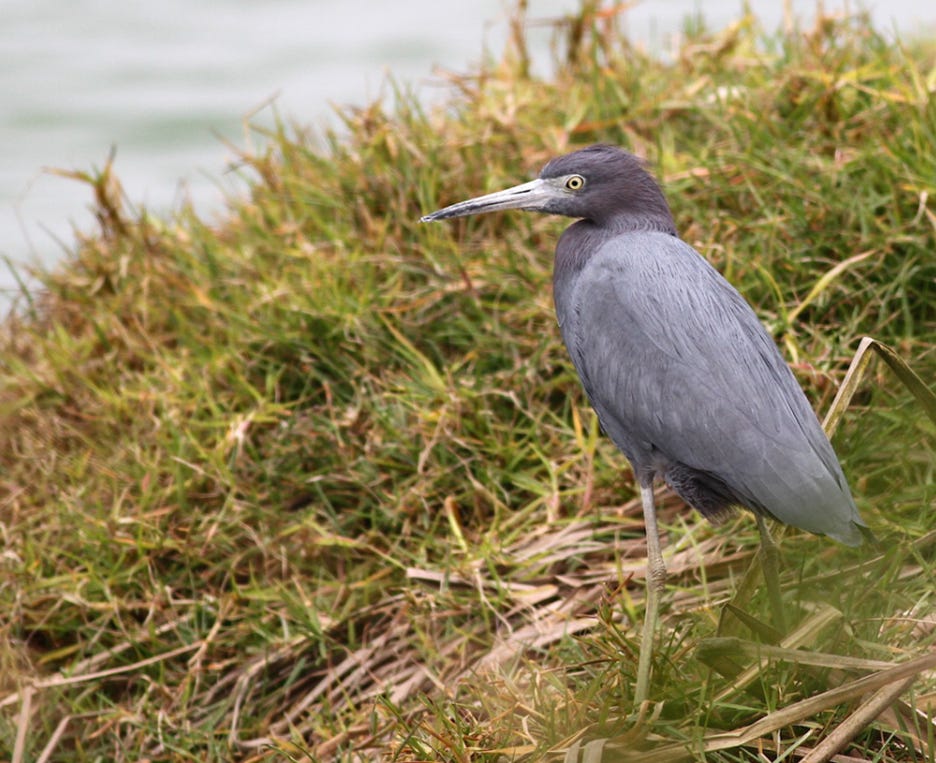 The image shows a stately heron standing on a patch of tall, green grass near a body of water.
AI-generated content may be incorrect.