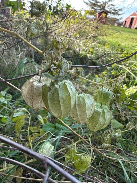 ground cherry husks on the vine