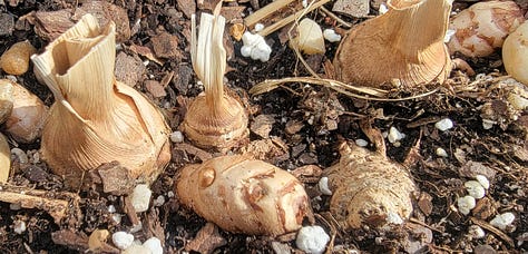 Turmeric Plants in container
