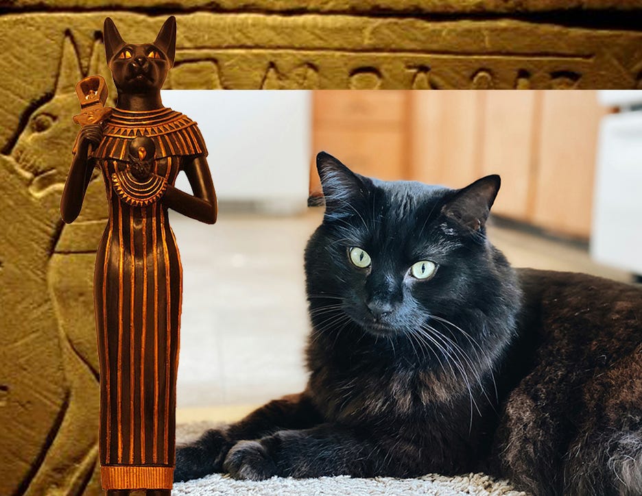 Ancient Egyptian cat doll and a real black cat.