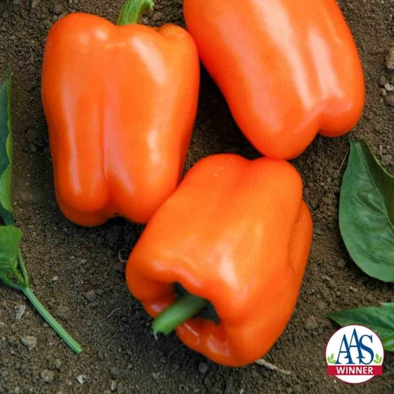 Orange Blaze sweet pepper